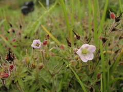 Geranium brasiliense