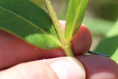 Silphium asteriscus latifolium