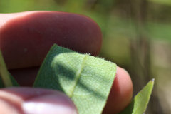 Silphium asteriscus latifolium