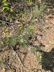 Lespedeza virginica