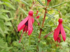 Fuchsia campos-portoi