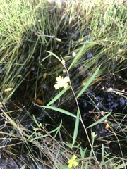 Ludwigia linearis