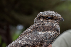 Caprimulgus europaeus