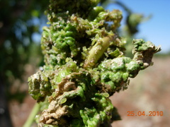 Brachycaudus amygdalinus