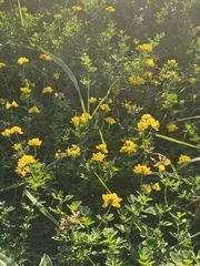 Lotus corniculatus