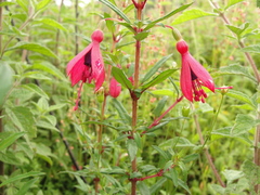Fuchsia campos-portoi