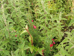 Fuchsia campos-portoi