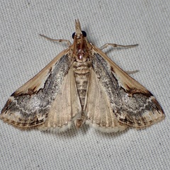 Loxostege albiceralis