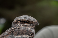 Caprimulgus europaeus