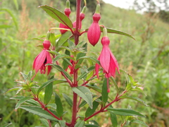 Fuchsia campos-portoi
