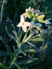 Mathewsia foliosa