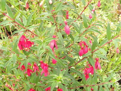 Fuchsia campos-portoi