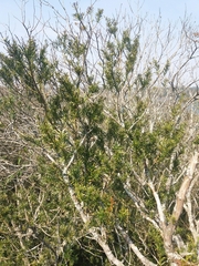 Podocarpus lambertii