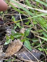 Opercularia ovata
