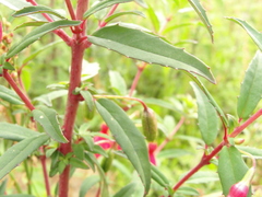 Fuchsia campos-portoi