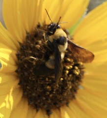 Bombus fraternus