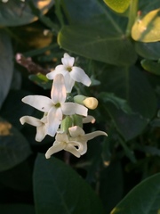 Mathewsia foliosa