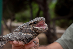Caprimulgus europaeus