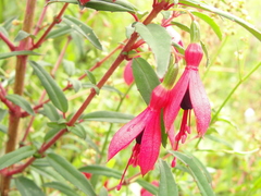 Fuchsia campos-portoi