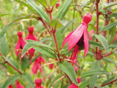 Fuchsia campos-portoi