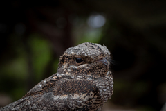 Caprimulgus europaeus