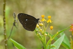 Euploea tulliolus koxinga