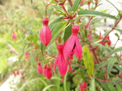 Fuchsia campos-portoi