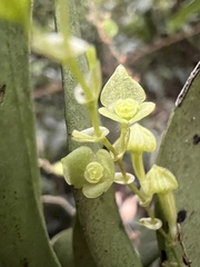 Stelis