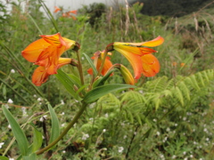 Alstroemeriaceae
