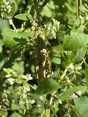 Melanoplus