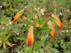 Alstroemeriaceae
