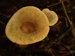 Lactarius griseus