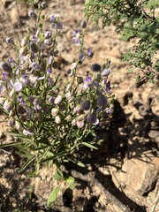 Hebecarpa barbeyana