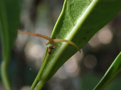Macaranga vieillardii