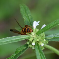 Aculeata