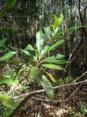 Macaranga vieillardii