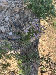 Hebecarpa barbeyana