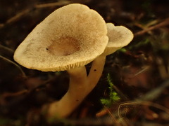 Lactarius griseus