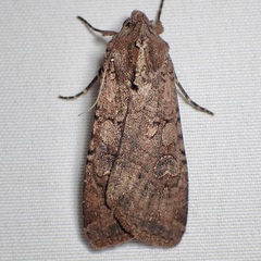 Peridroma saucia
