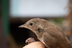 Luscinia megarhynchos