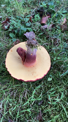 Baorangia bicolor