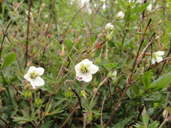 Geranium brasiliense