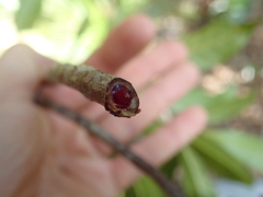 Macaranga vieillardii