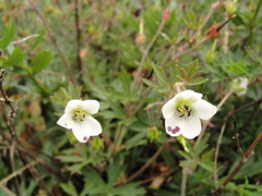 Geranium brasiliense
