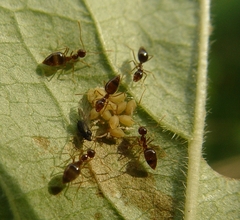Prenolepis imparis