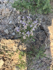 Hebecarpa barbeyana