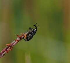 Sphenophorus australis