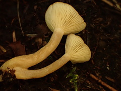Lactarius griseus