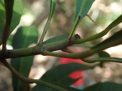 Macaranga vieillardii