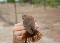 Luscinia megarhynchos